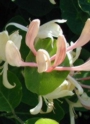 Geissblatt Geissblatt