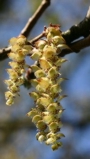 Hainbuche Hainbuche