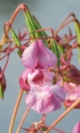 Springkraut Springkraut