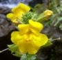 gefleckte Gauklerblume gefleckte Gauklerblume