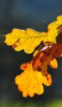 Eiche Eiche