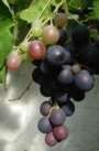 Weinrebe Weinrebe