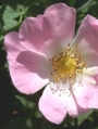 Heckenrose Heckenrose